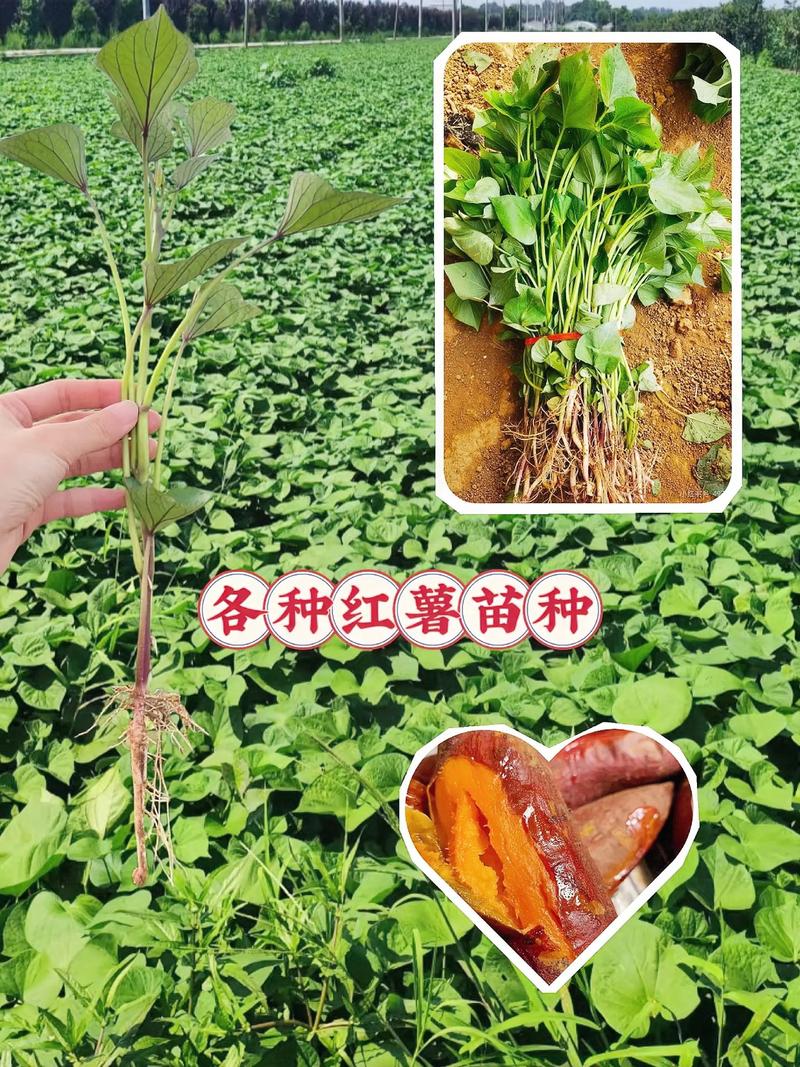 徐薯22种苗哪里买?科学采购指南助你避开假苗坑 五、运输与装车规范:细节决定生死