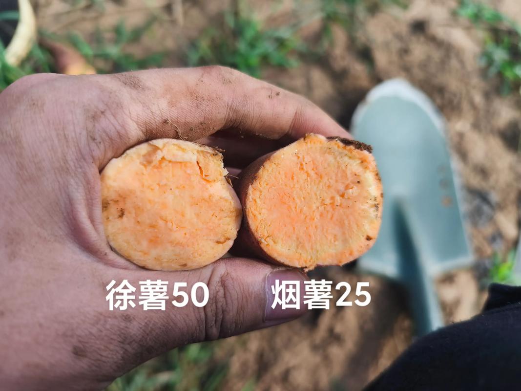 徐薯22种苗哪里买?科学采购指南助你避开假苗坑 六、检疫与合规:合法调运的“护身符”