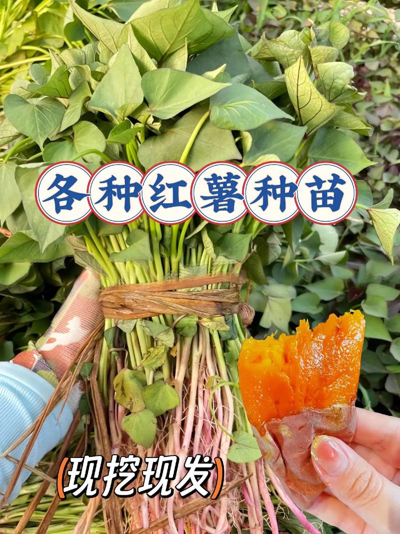 徐薯22种苗哪里买?科学采购指南助你避开假苗坑 八、综合评估:三档结论