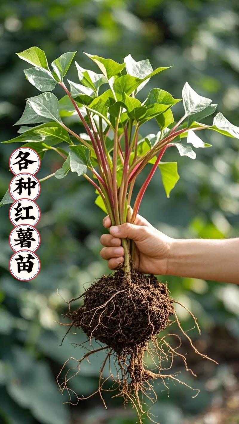 徐薯22种苗哪里买?科学采购指南助你避开假苗坑 七、售后补苗政策:白纸黑字才可靠