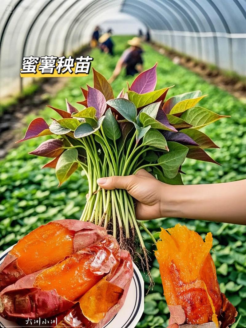 徐薯22种苗哪里买?科学采购指南助你避开假苗坑 结语