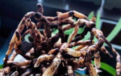 现在兰花可以换盆吗？掌握时机与方法，换盆不伤根