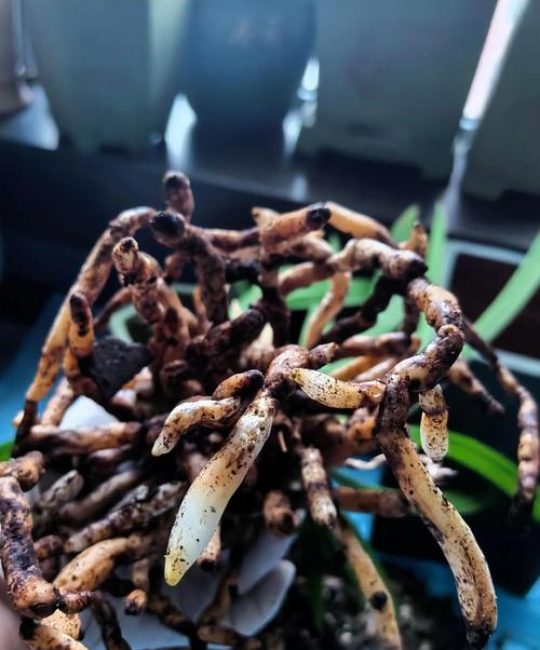 现在兰花可以换盆吗？掌握时机与方法，换盆不伤根