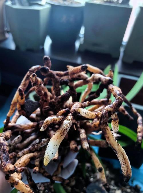 现在兰花可以换盆吗?掌握时机与方法,换盆不伤根 一、先看季节:春秋是主流,但“现在”要具体分析