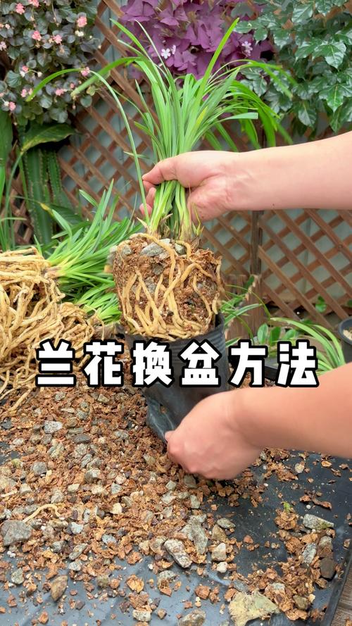 现在兰花可以换盆吗?掌握时机与方法,换盆不伤根 二、先看兰株:不是所有兰花都该换