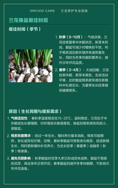 现在兰花可以换盆吗?掌握时机与方法,换盆不伤根 四、换盆后的常见误区