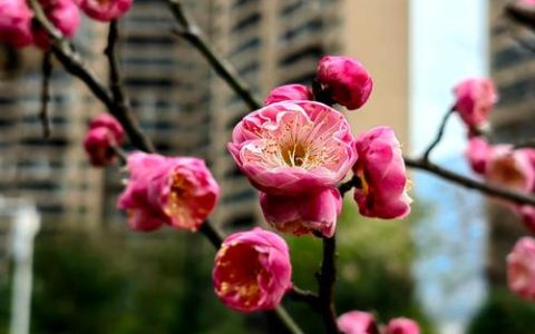 梅花是什么季节开？详解梅花的生长习性、观赏价值与识别要点