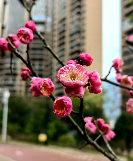 梅花是什么季节开？详解梅花的生长习性、观赏价值与识别要点