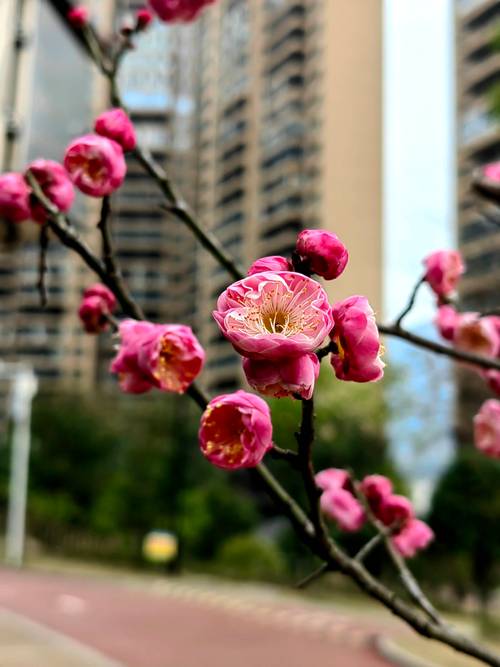 梅花是什么季节开?详解梅花的生长习性、观赏价值与识别要点 梅花是什么季节开?详解梅花的生长习性、观赏价值与识别要点