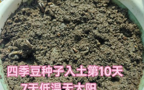 在家种苹果籽全攻略：从种子到小苗的4步实操指南