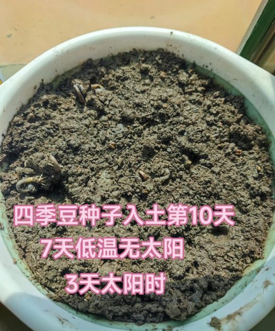 在家种苹果籽全攻略：从种子到小苗的4步实操指南