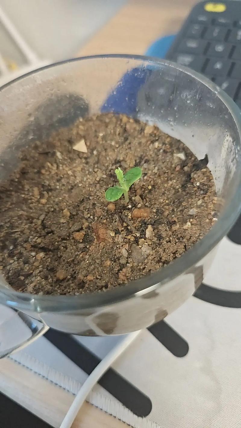 第三步：出苗与缓苗管理（时间：播种后15-30天）