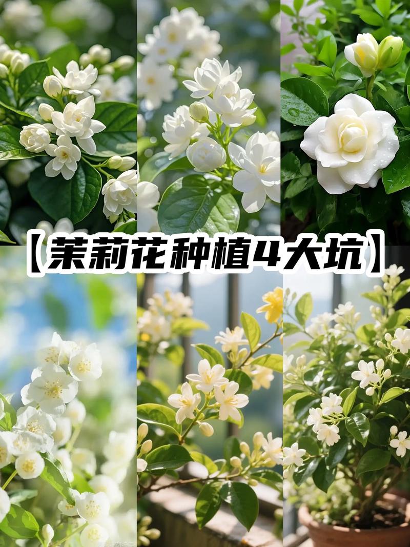 茉莉花好种吗?一篇讲透茉莉花的养护秘诀 光照:茉莉是“晒不死”的太阳花