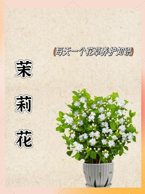 茉莉花好种吗?一篇讲透茉莉花的养护秘诀 越冬:安全过冬是南方北方的分水岭