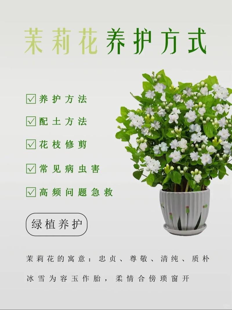 茉莉花好种吗?一篇讲透茉莉花的养护秘诀 总结:茉莉花好种吗?