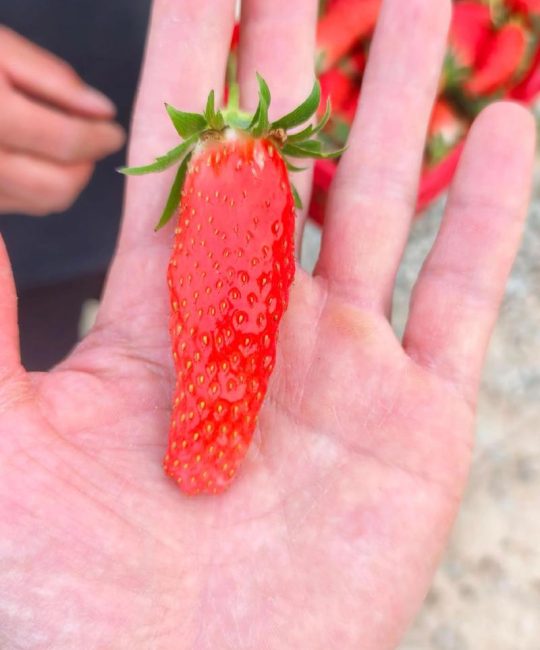 香蕉草莓是什么品种？全面解析与对比指南