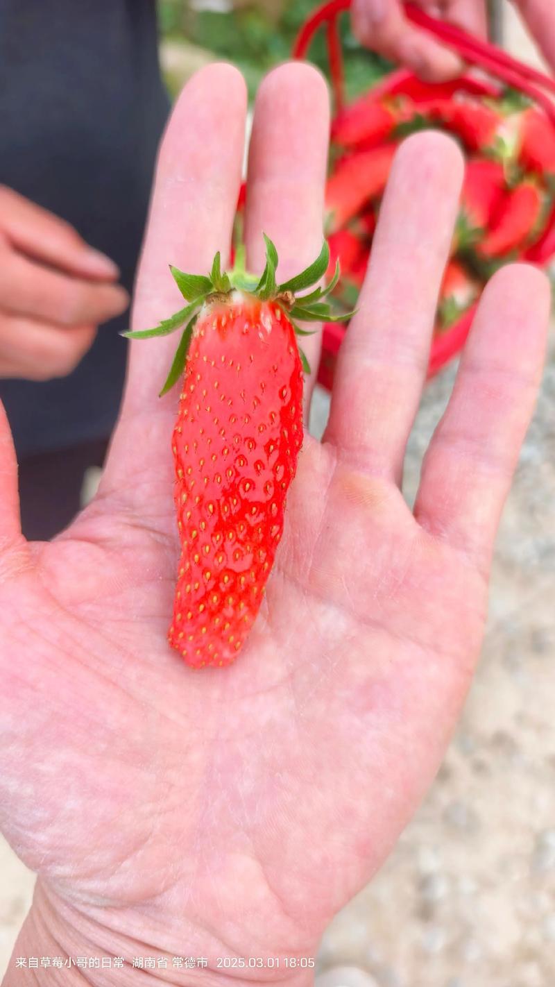 香蕉草莓是什么品种？全面解析与对比指南