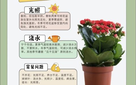 长寿花夏天怎么养？6个养护要点助你安全度夏