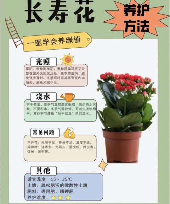 长寿花夏天怎么养？6个养护要点助你安全度夏
