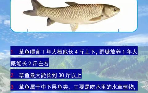 观赏鱼水草怎么养殖方法？从种植到养护的全面指南