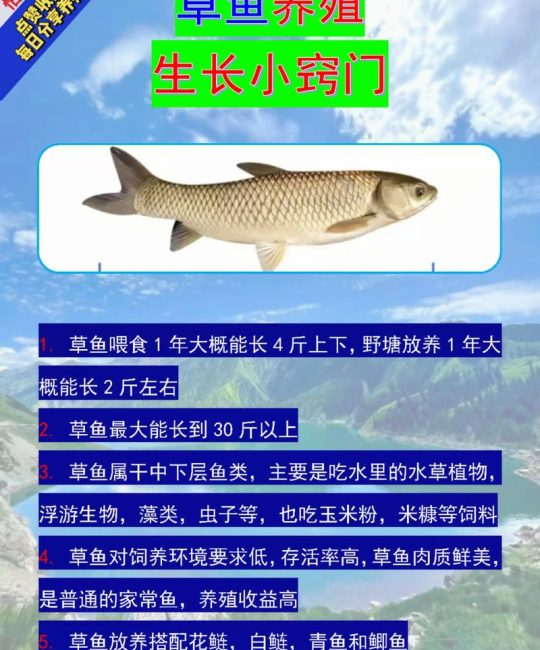 观赏鱼水草怎么养殖方法？从种植到养护的全面指南