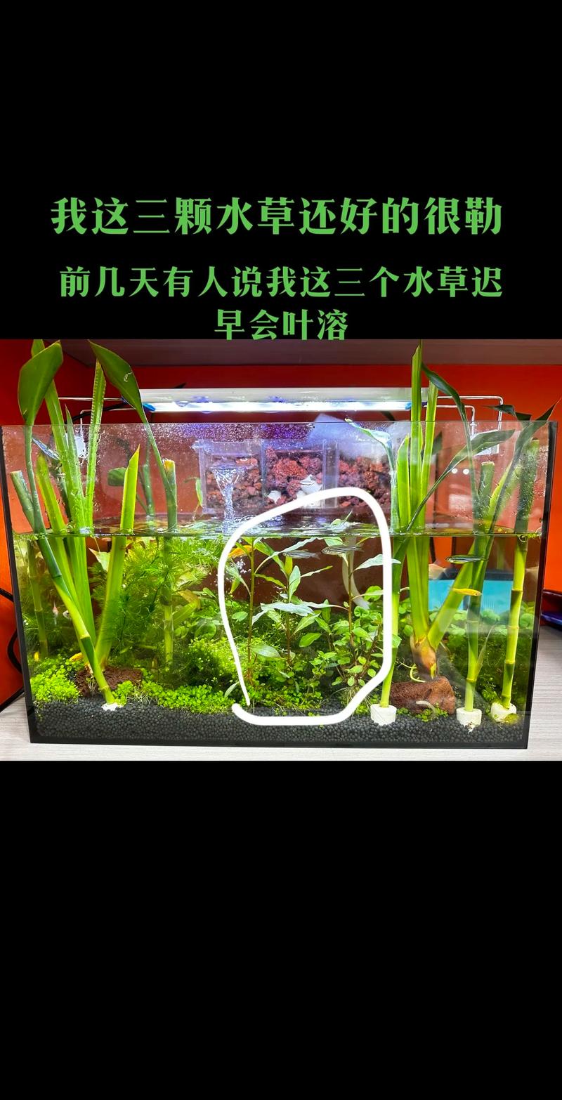 观赏鱼水草怎么养殖方法?从种植到养护的全面指南 二氧化碳与施肥
