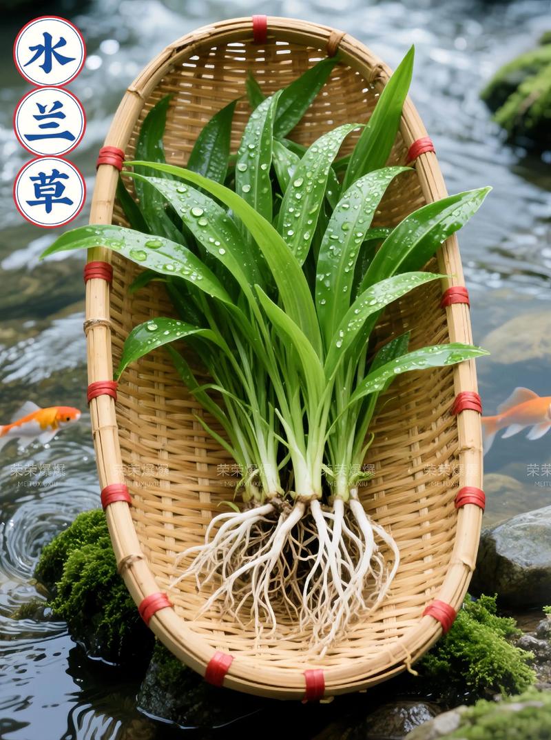 水韭是什么植物——古老孑遗水生植物的百科解读 水韭是什么植物——古老孑遗水生植物的百科解读
