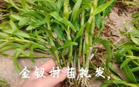 石斛苗哪里买？科学选购渠道与供应商核查指南
