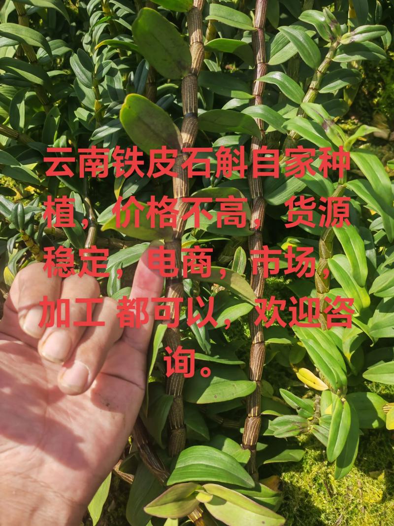石斛苗哪里买?科学选购渠道与供应商核查指南 三、规格标准解读:拒绝“约5厘米”模糊表述