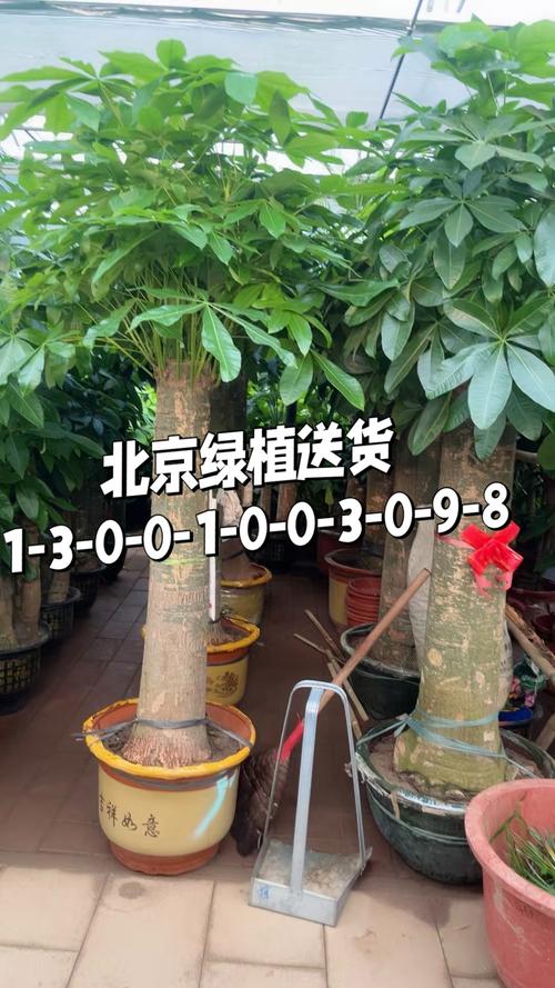 影响因素一：规格（高度与冠幅）