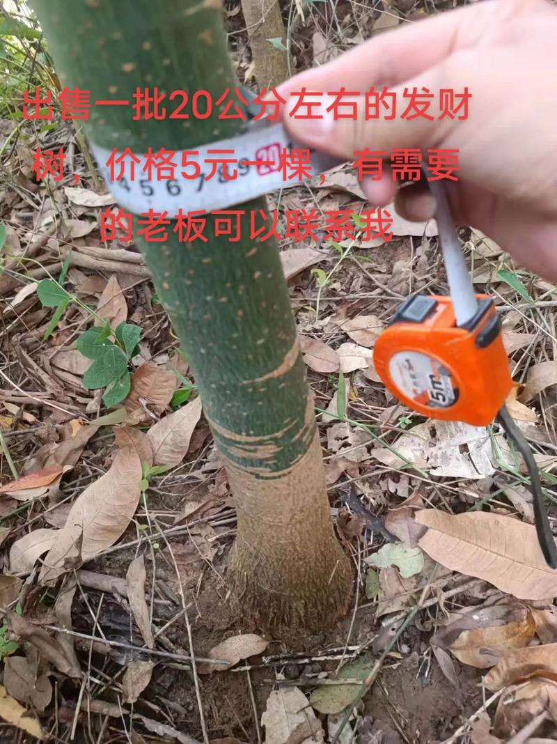 影响因素二：产地