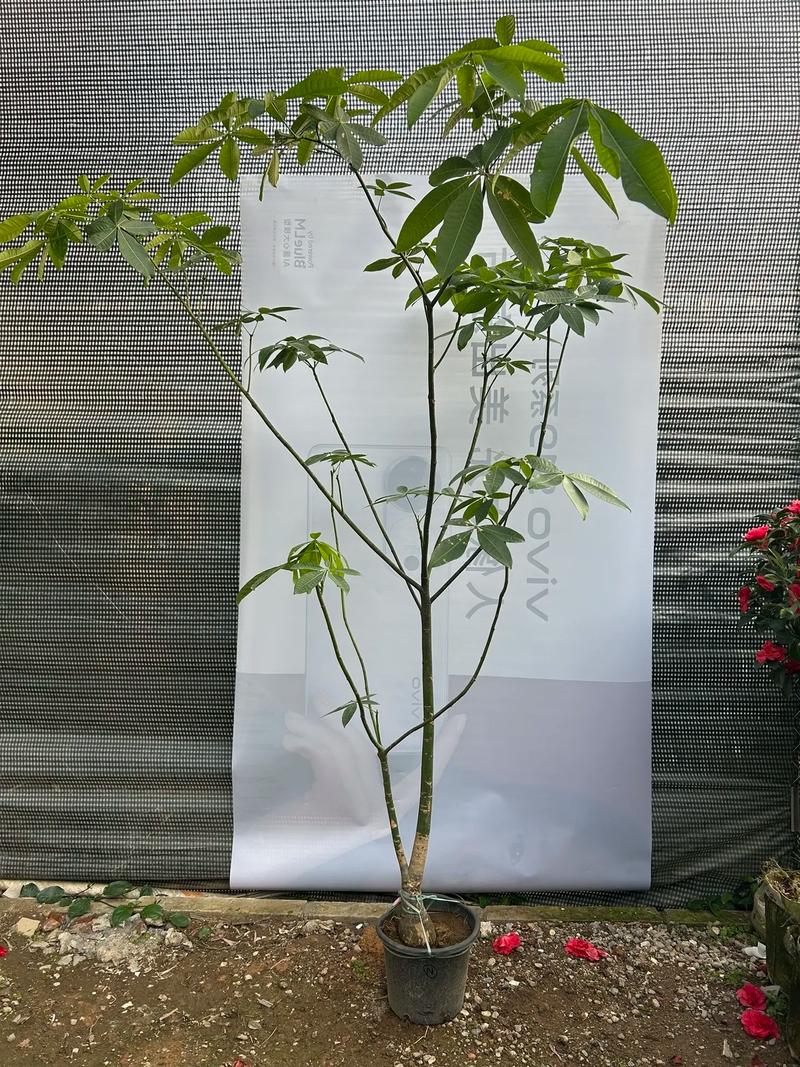 影响因素三：季节