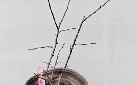 红梅树扦插繁殖全攻略：从品种选择到移栽定植，专家级参数详解