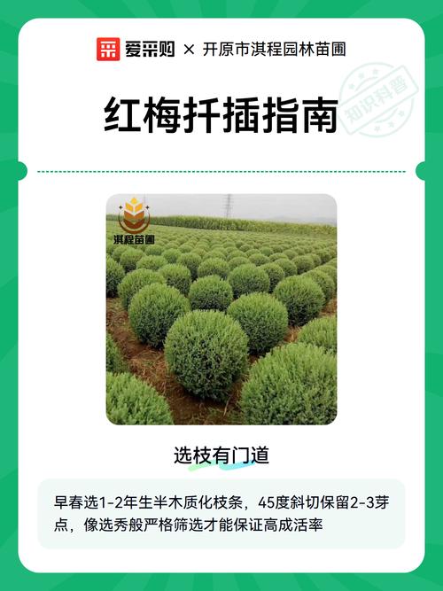 红梅树扦插繁殖全攻略:从品种选择到移栽定植,专家级参数详解 二、基质配制与环境参数设定