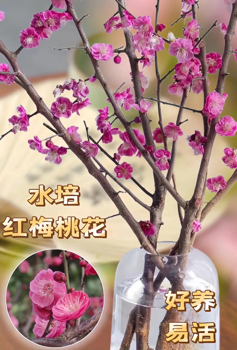 红梅树扦插繁殖全攻略:从品种选择到移栽定植,专家级参数详解 三、操作流程与关键节点控制