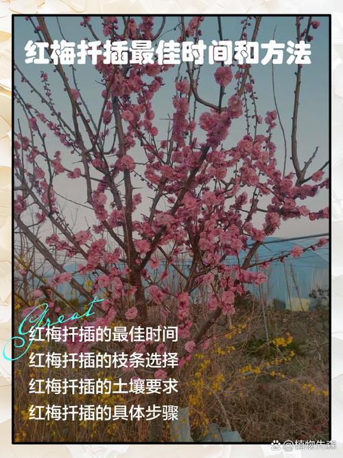 红梅树扦插繁殖全攻略:从品种选择到移栽定植,专家级参数详解 五、幼苗管理指南与移栽决策
