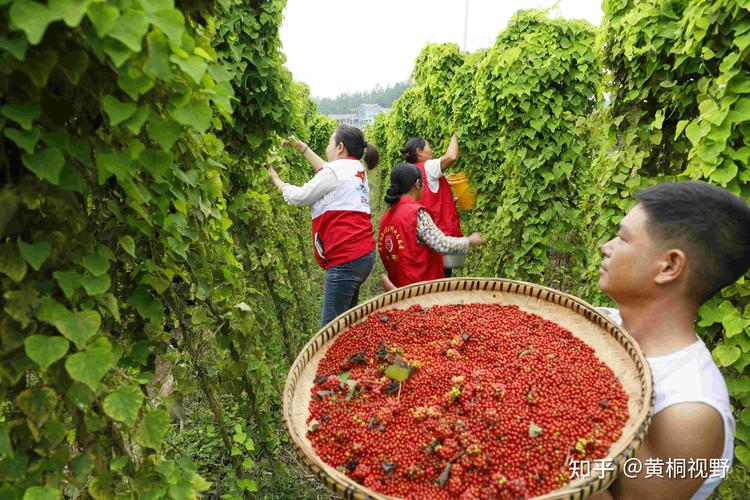 农村种植什么药材不愁销路发展快？推荐这3种高收益药材