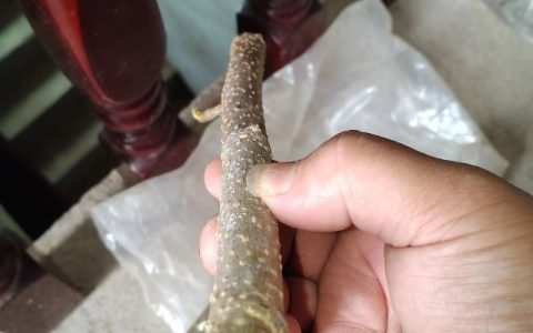 桑树硬枝扦插生根最快方法：提高成活率的精准技术指南