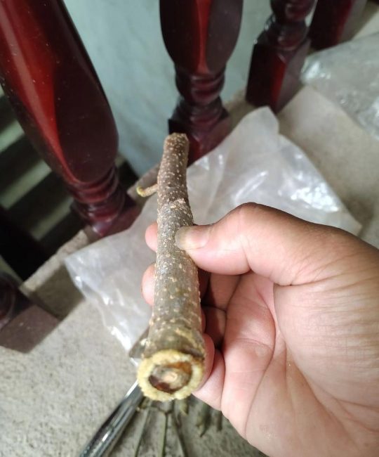 桑树硬枝扦插生根最快方法：提高成活率的精准技术指南