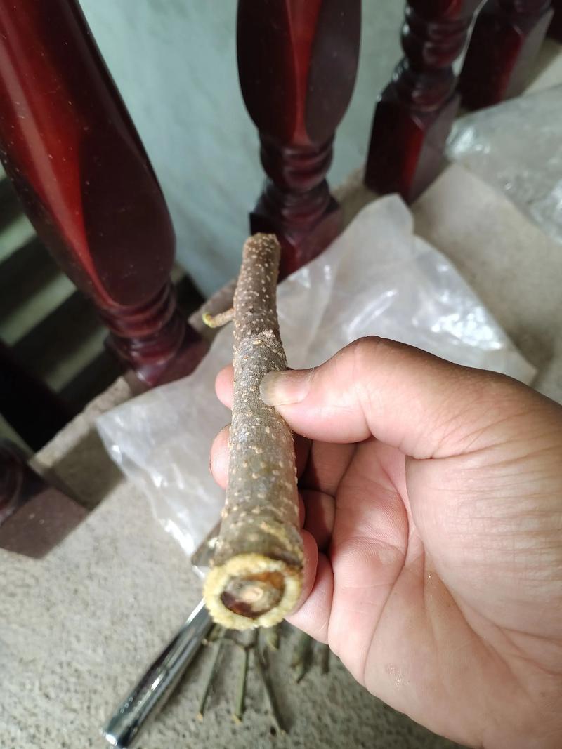 桑树硬枝扦插生根最快方法：提高成活率的精准技术指南