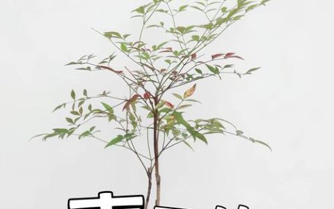 南天竹是树吗？揭秘南天竹的真实身份与园艺价值