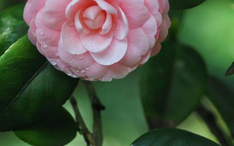 山茶花：别名、原曲与栽培指南