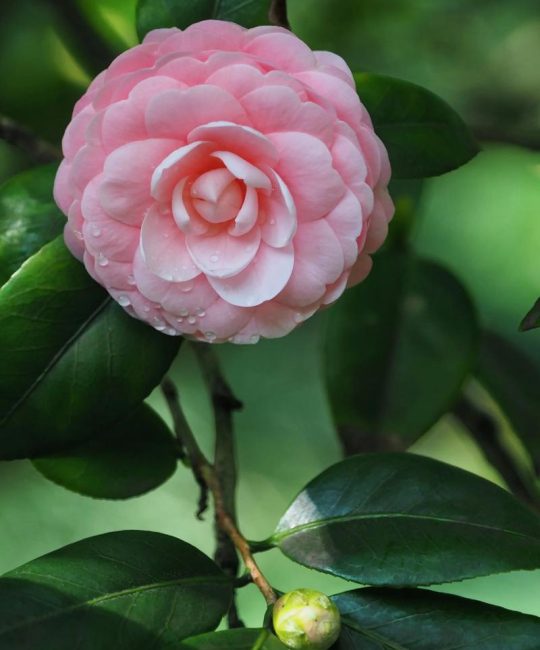 山茶花：别名、原曲与栽培指南