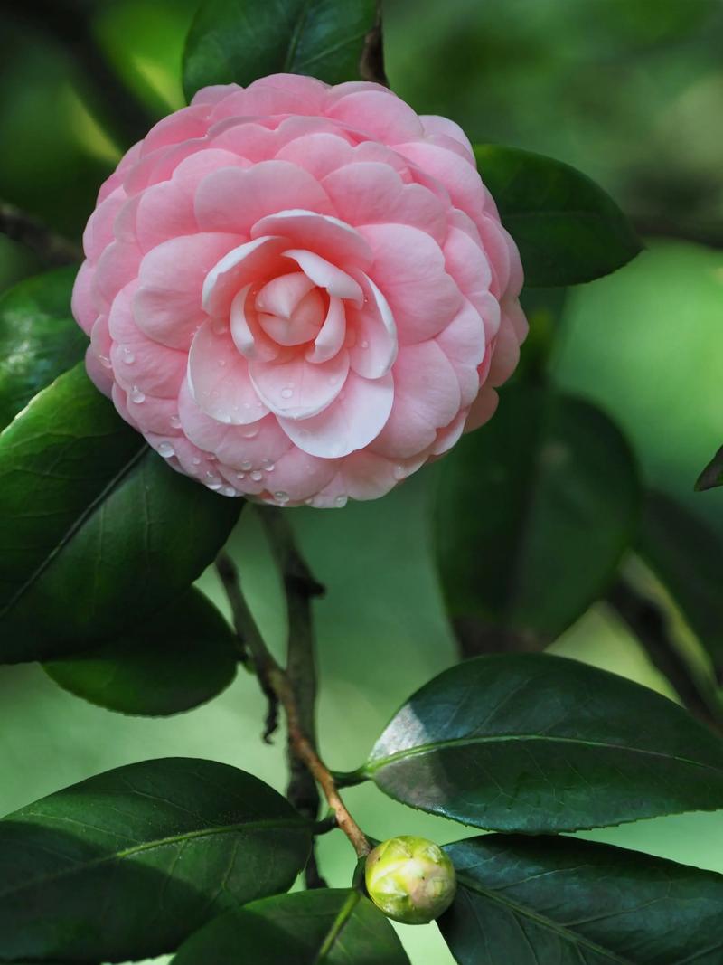 山茶花:别名、原曲与栽培指南 名称与别名