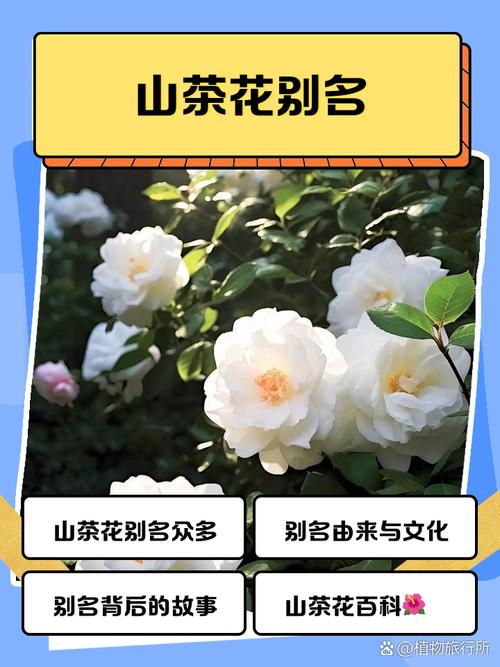 山茶花:别名、原曲与栽培指南 园林用途