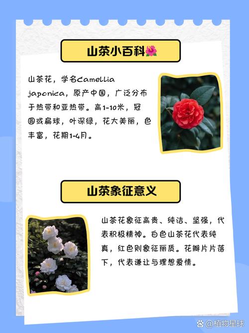 山茶花:别名、原曲与栽培指南 识别要点