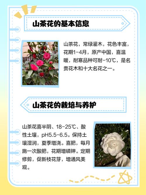 山茶花:别名、原曲与栽培指南 总结