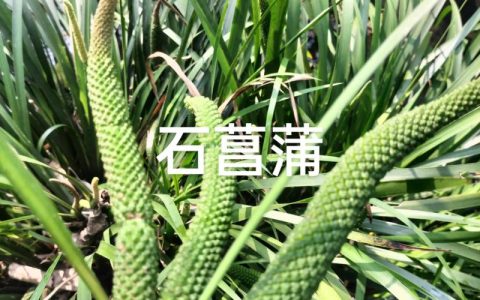 菖蒲有多少个品种？常见园艺品种对比与选购指南