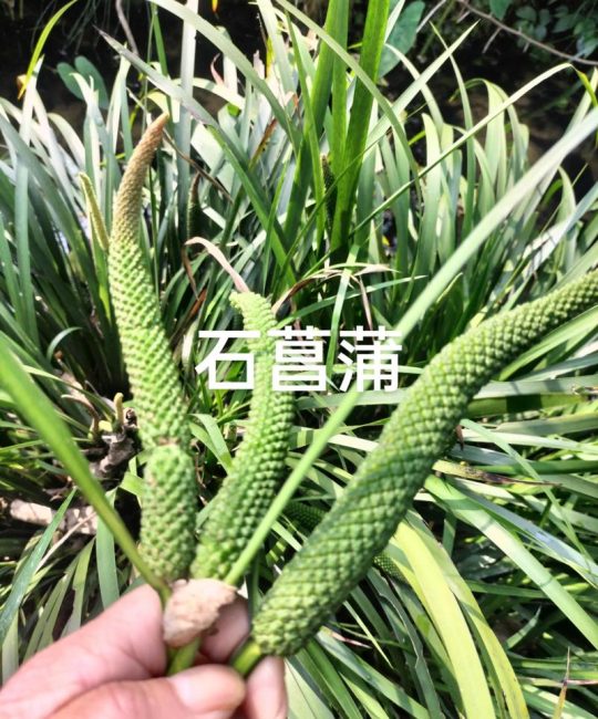 菖蒲有多少个品种？常见园艺品种对比与选购指南