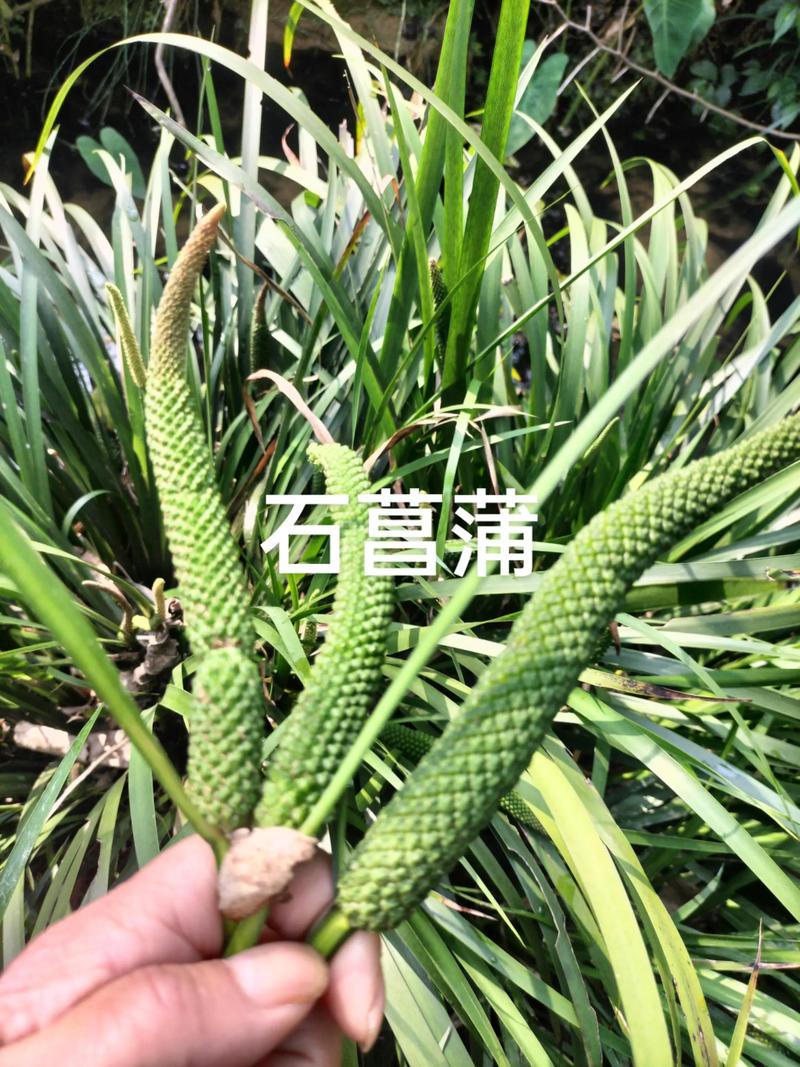 菖蒲有多少个品种?常见园艺品种对比与选购指南 菖蒲品种概况